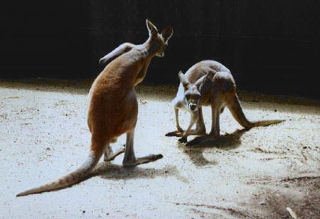 Two kangaroos.