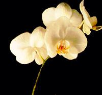 A beautiful white lily