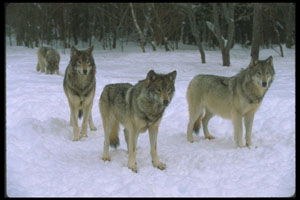 group of wolves